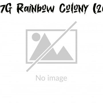 7G Rainbow Colony (2005)